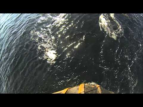 Gannets Diving